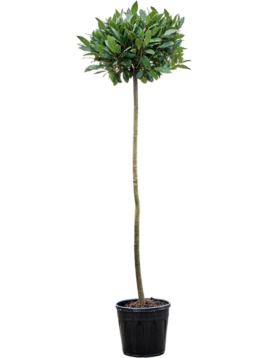 Planta naturala de exterior Stem/ball D40xH150cm Laurus nobilis PS25/25cm in pamant