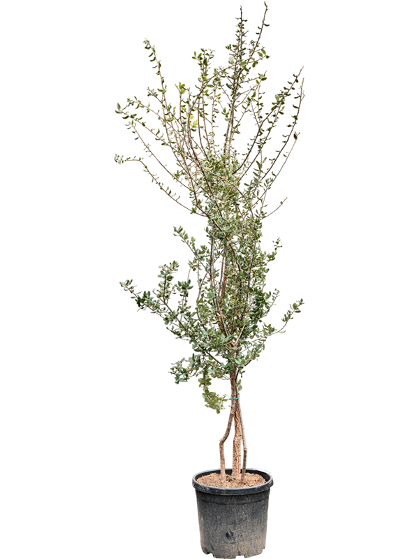 Planta naturala de exterior Stem bracnhed D80xH180cm Quercus suber PS40/36cm in pamant