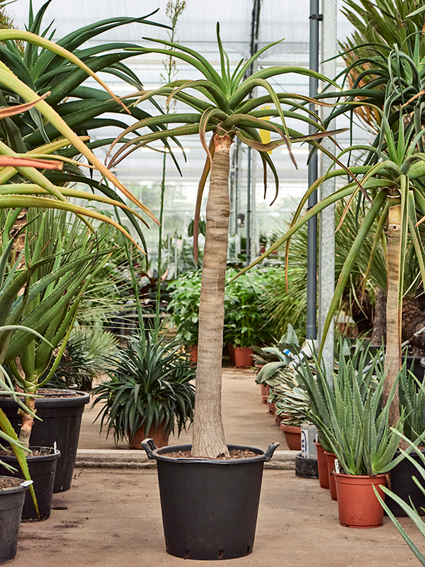 Planta naturala de exterior Stem branched D120xH150cm Aloe bainesii (barberae) PS28/26cm in pamant