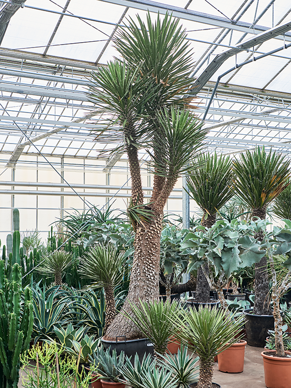 Planta naturala de exterior Stem branched D140xH400cm Yucca filifera PS80/60cm in pamant