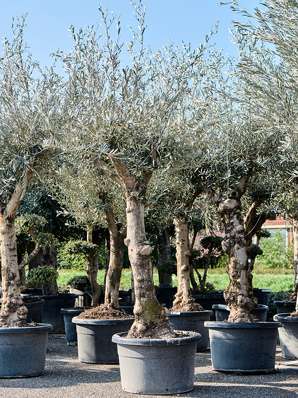 Planta naturala de exterior Stem branched D150xH225cm Olea europaea (200-250) PS60/41cm in pamant