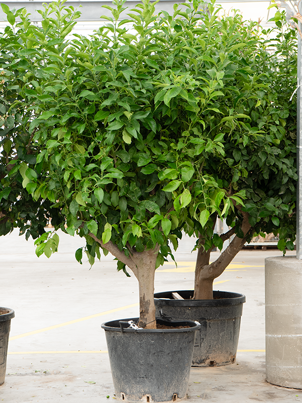 Planta naturala de exterior Stem branched D180xH230cm Citrus lemon (200-260) PS65/49cm in pamant