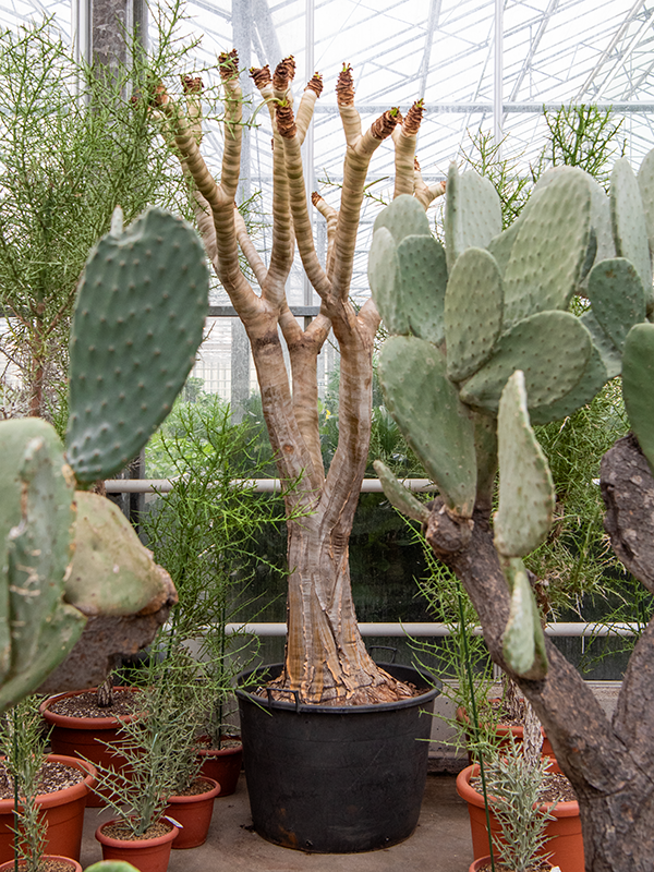 Planta naturala de exterior Stem branched D180xH290cm Aloe dichotoma PS70/50cm in pamant