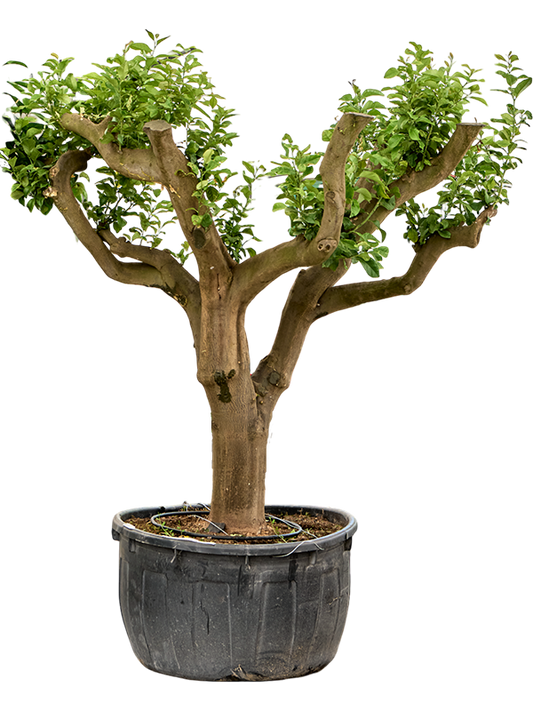 Planta naturala de exterior Stem branched D240xH270cm Citrus lemon PS120/60cm in pamant