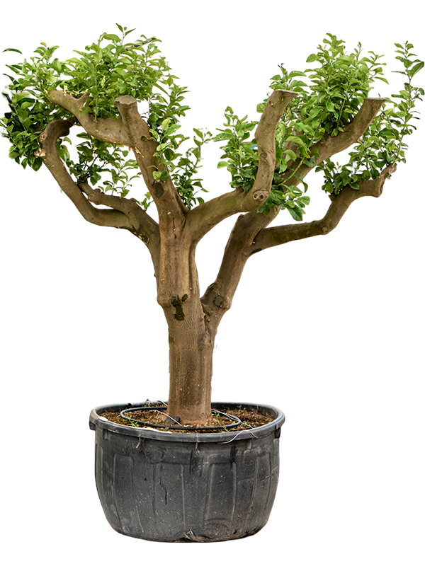 Planta naturala de exterior Stem branched D240xH270cm Citrus lemon PS120/60cm in pamant