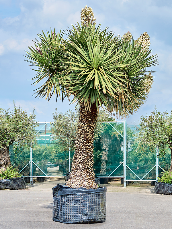 Planta naturala de exterior Stem branched D325xH475cm Yucca filifera 'Australis' PS120/78cm in pamant