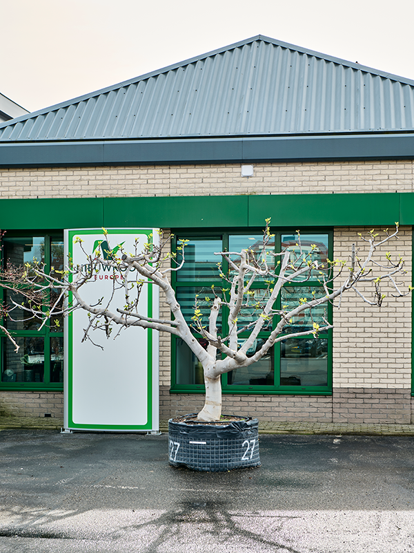 Planta naturala de exterior Stem branched D550xH275cm Ficus carica PS110/55cm in pamant