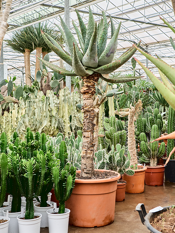 Planta naturala de exterior Stem D100xH190cm Aloe marlothii (180-200) PS55/42cm in pamant