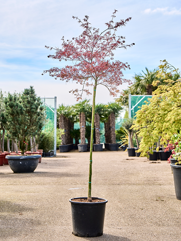 Planta naturala de exterior Stem D100xH200cm Acer pal. diss. 'Inaba-shidare' PS36/33cm in pamant