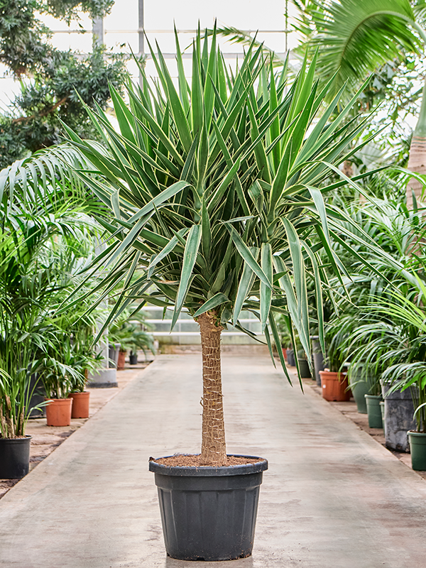 Planta naturala de exterior Stem D100xH210cm Yucca elephantipes 'Puck' (200-220) PS50/41cm in pamant