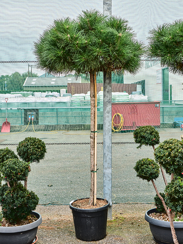 Planta naturala de exterior Stem D100xH220cm Pinus nigra 'Brepo' PS43/35cm in pamant