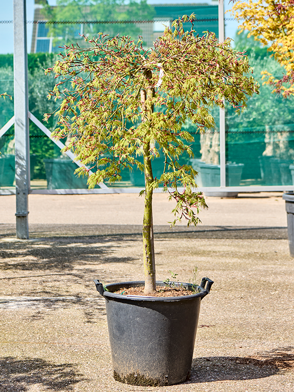 Planta naturala de exterior Stem D110xH150cm Acer pal. diss. 'Viridis' PS42/37cm in pamant