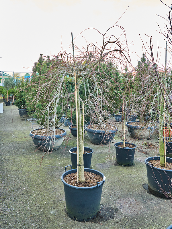 Planta naturala de exterior Stem D110xH200cm Acer palmatum 'Ryusen' (180-220) PS55/44cm in pamant