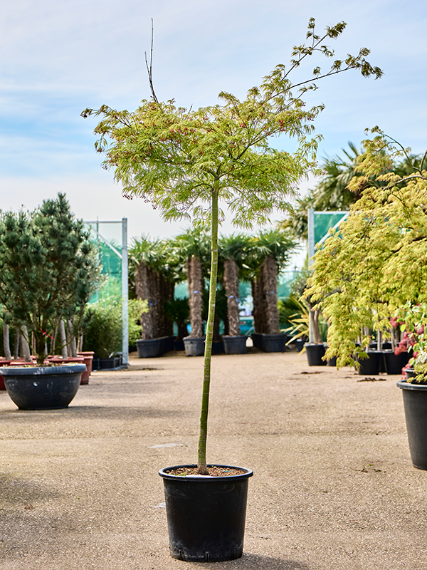 Planta naturala de exterior Stem D120xH180cm Acer pal. diss. 'Viridis' (160-200) PS36/33cm in pamant