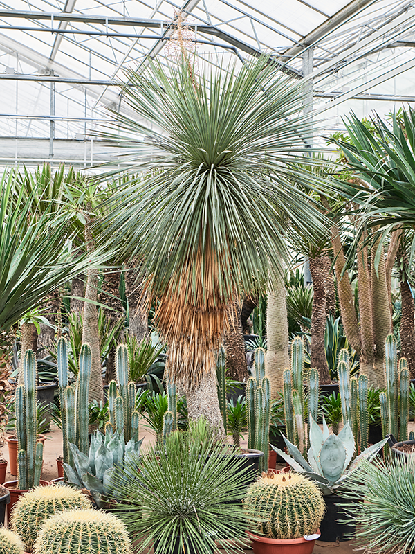 Planta naturala de exterior Stem D120xH230cm Yucca linearifolia PS60/50cm in pamant