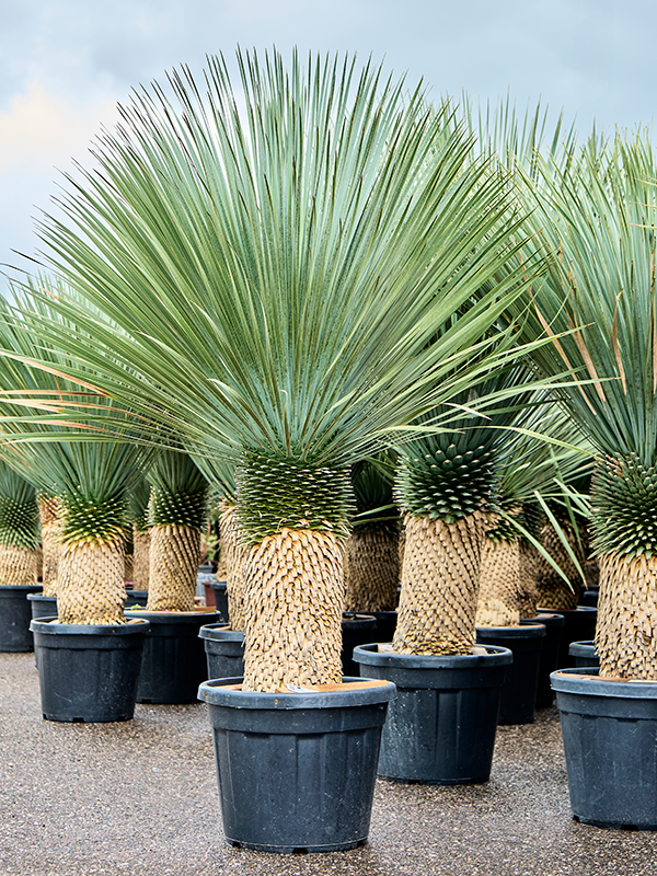 Planta naturala de exterior Stem D140xH200cm Yucca rostrata PS50/40cm in pamant