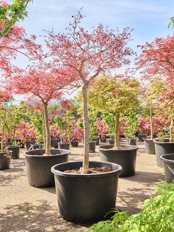 Planta naturala de exterior Stem D140xH210cm Acer pal. diss. 'Inaba-shidare' PS80/51cm in pamant