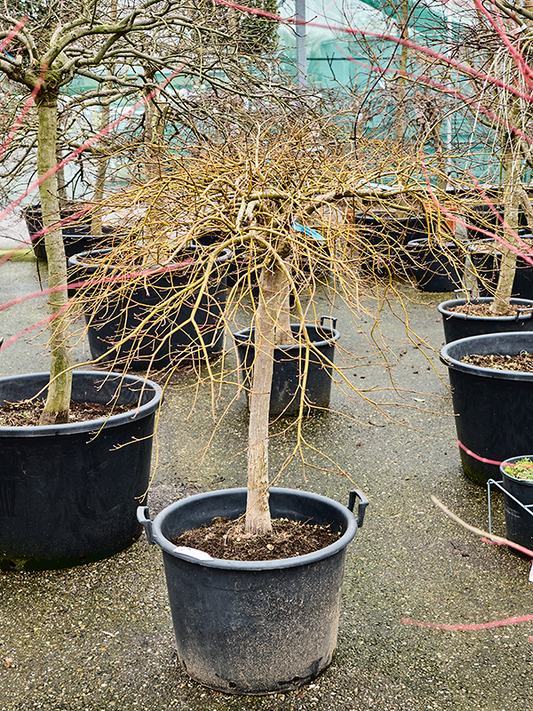 Planta naturala de exterior Stem D150xH150cm Acer pal. diss 'Ornatum' (140-160) PS55/37cm in pamant