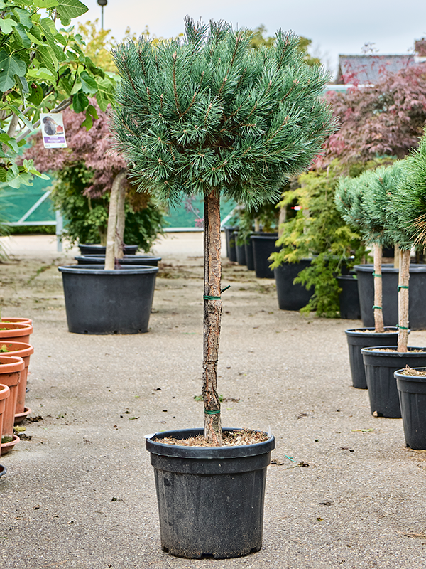 Planta naturala de exterior Stem D150xH65cm Pinus sylvestris 'Watereri Nana' PS39/34cm in pamant