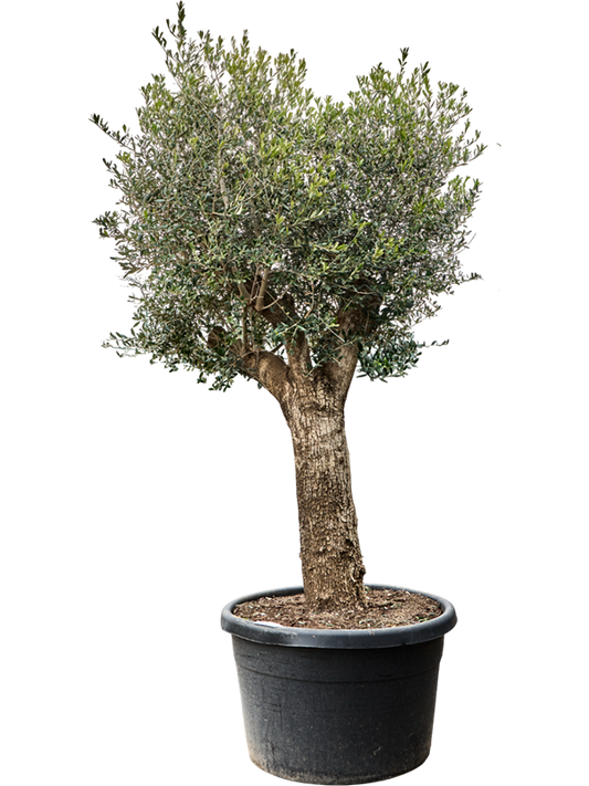 Planta naturala de exterior Stem D160xH270cm Olea europaea (240-300) PS78/49cm in pamant