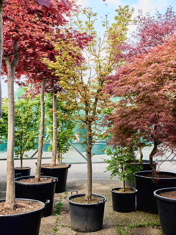 Planta naturala de exterior Stem D160xH300cm Acer pal. 'Green' (280-320) PS60/42cm in pamant