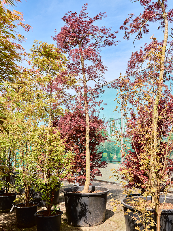 Planta naturala de exterior Stem D175xH400cm Acer pal. diss. 'Inaba-shidare' (380-420) PS85/55cm in pamant