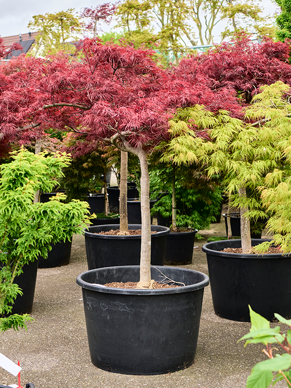 Planta naturala de exterior Stem D180xH190cm Acer pal. diss. 'Stella Rossa' PS80/51cm in pamant