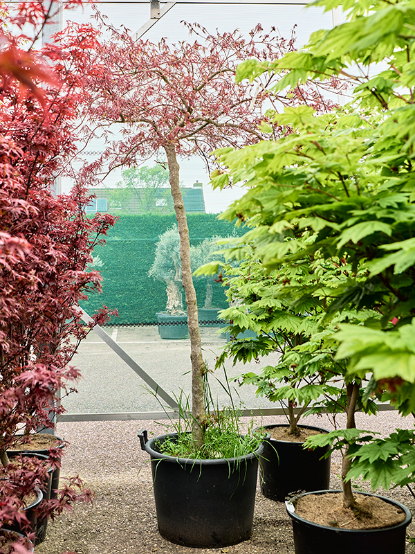 Planta naturala de exterior Stem D180xH240cm Acer pal. diss. 'Inaba-shidare' PS54/38cm in pamant