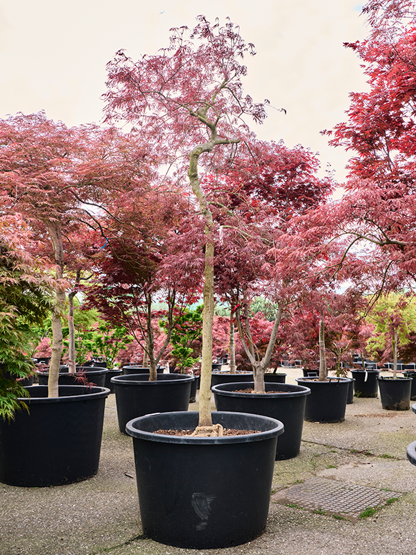 Planta naturala de exterior Stem D180xH275cm Acer pal. diss. 'Inaba-shidare' PS80/51cm in pamant