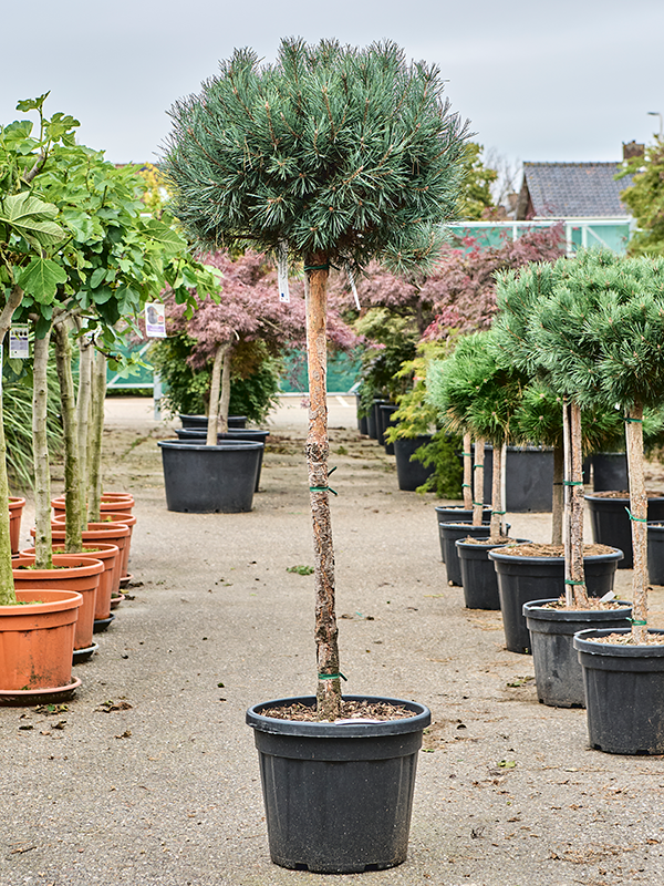 Planta naturala de exterior Stem D180xH75cm Pinus sylvestris 'Watereri Nana' PS42/35cm in pamant