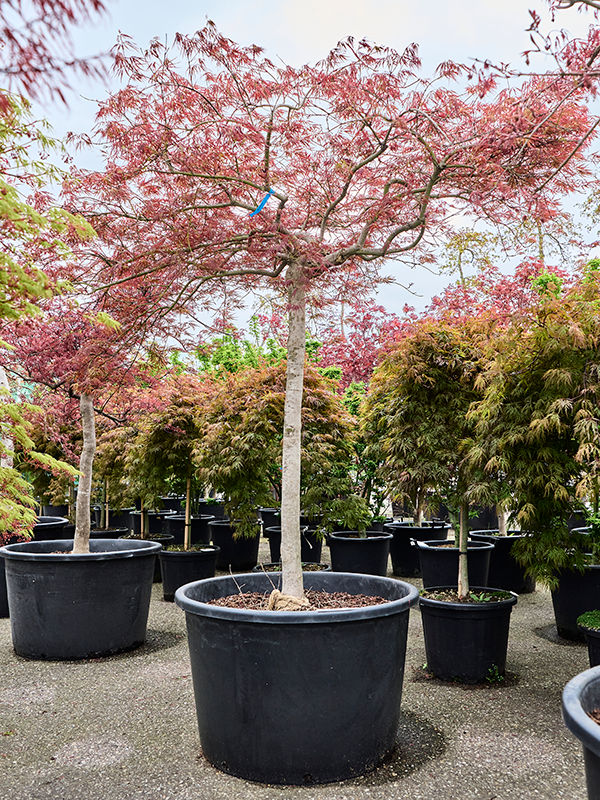 Planta naturala de exterior Stem D200xH220cm Acer pal. diss 'Ornatum' PS80/51cm in pamant