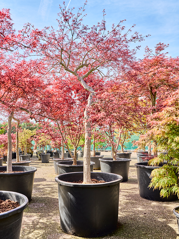 Planta naturala de exterior Stem D200xH250cm Acer pal. diss. 'Inaba-shidare' PS80/51cm in pamant