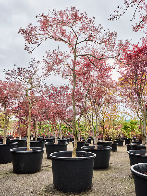 Planta naturala de exterior Stem D210xH280cm Acer pal. diss. 'Garnet' PS80/55cm in pamant