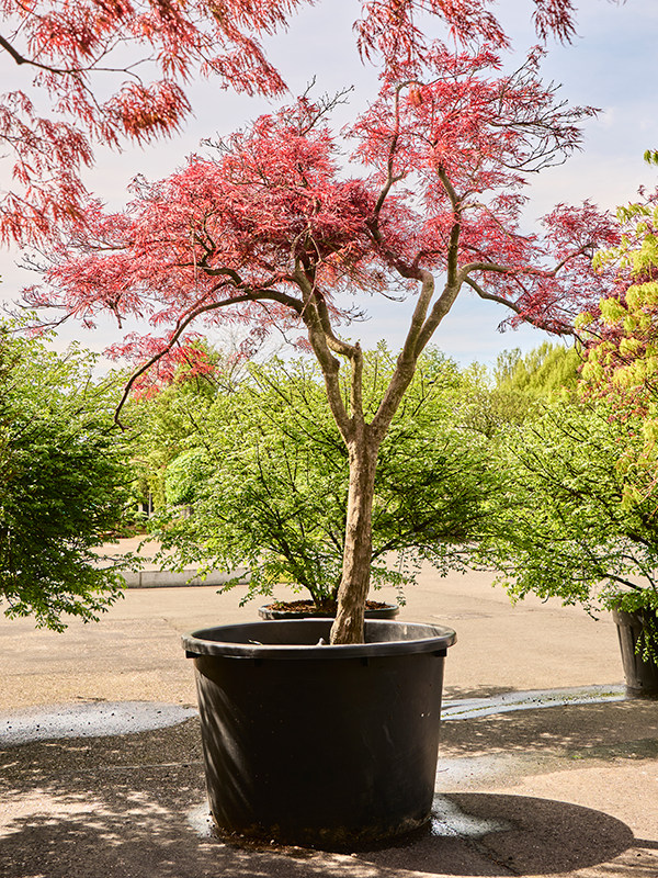 Planta naturala de exterior Stem D240xH290cm Acer pal. diss. 'Stella Rossa' PS100/65cm in pamant