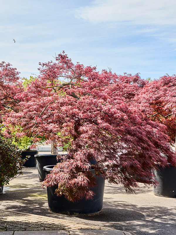 Planta naturala de exterior Stem D240xH300cm Acer pal. diss 'Crimson Queen' PS100/65cm in pamant