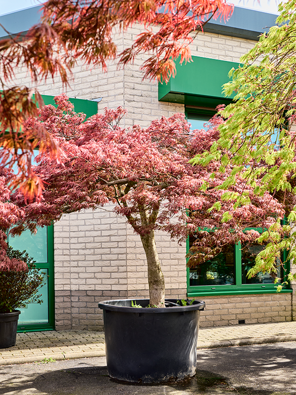 Planta naturala de exterior Stem D250xH250cm Acer pal. diss. 'Garnet' PS100/65cm in pamant