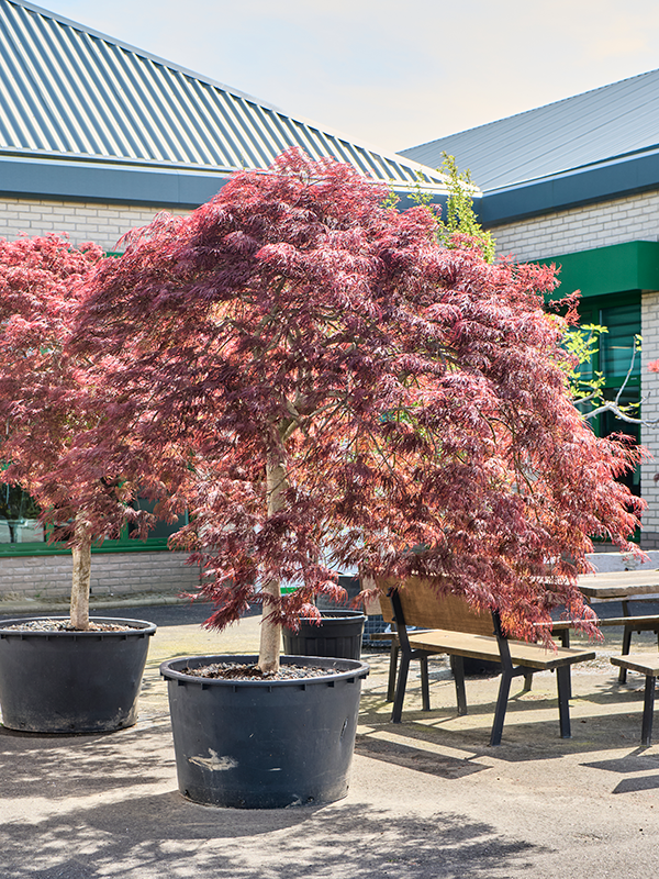 Planta naturala de exterior Stem D260xH250cm Acer pal. diss 'Crimson Queen' PS100/58cm in pamant