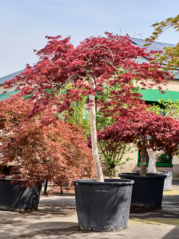 Planta naturala de exterior Stem D260xH290cm Acer pal. diss. 'Garnet' PS90/68cm in pamant