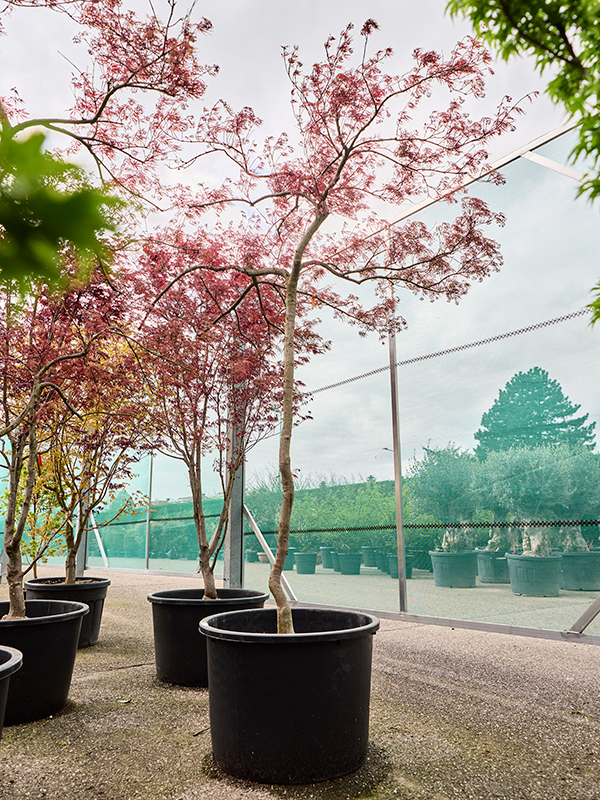 Planta naturala de exterior Stem D270xH310cm Acer pal. diss. 'Garnet' PS80/55cm in pamant