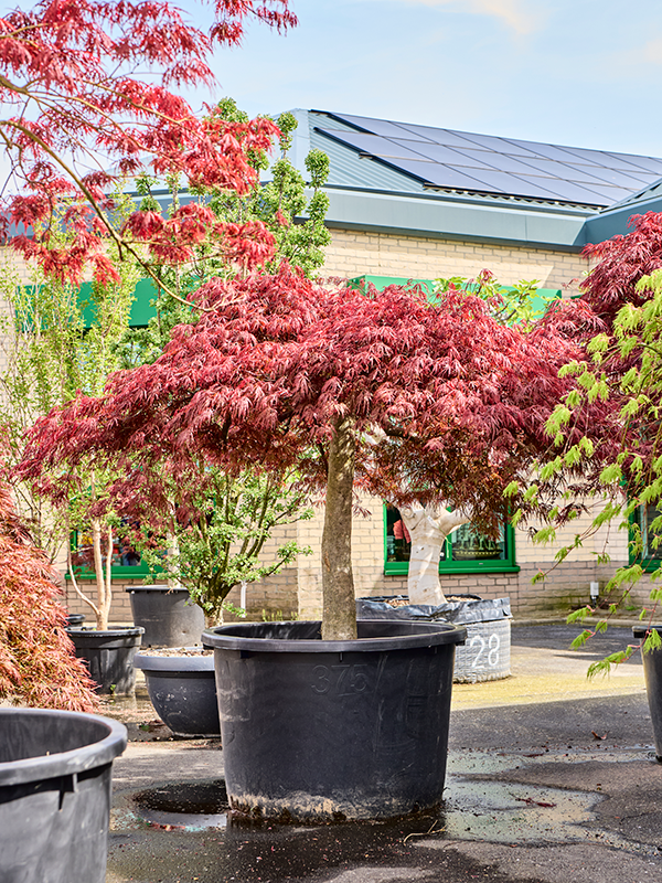 Planta naturala de exterior Stem D275xH200cm Acer pal. diss 'Crimson Queen' PS102/64cm in pamant