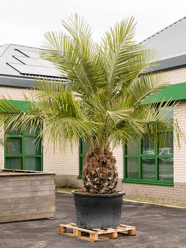 Planta naturala de exterior Stem D275xH400cm Jubaea chilensis PS100/66cm in pamant