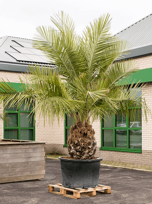 Planta naturala de exterior Stem D275xH400cm Jubaea chilensis PS100/66cm in pamant