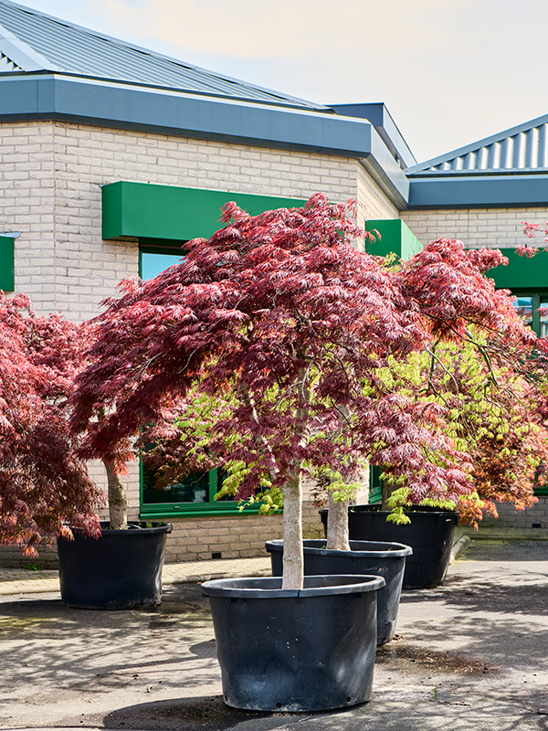 Planta naturala de exterior Stem D280xH280cm Acer pal. diss. 'Garnet' PS105/67cm in pamant