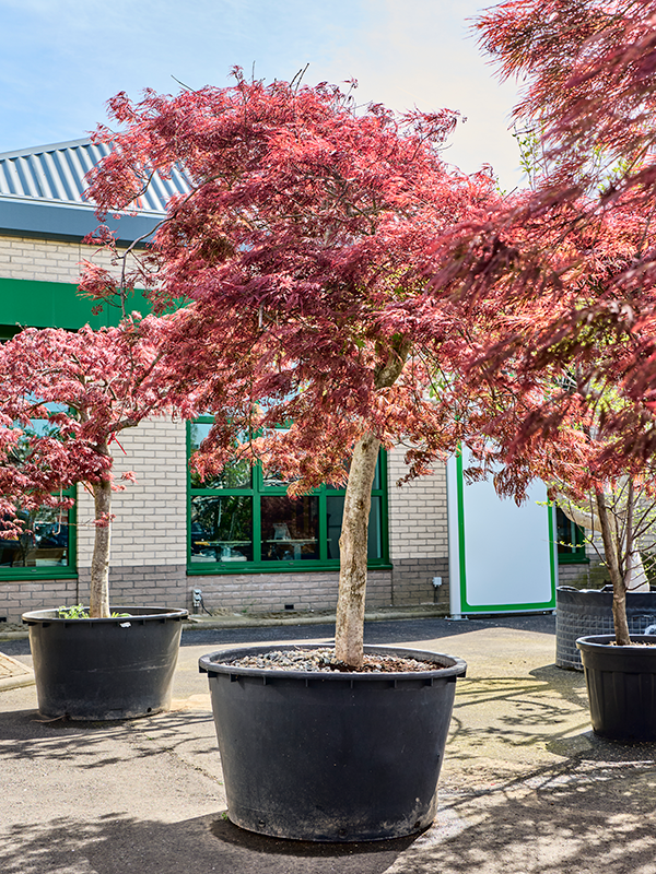 Planta naturala de exterior Stem D280xH280cm Acer pal. diss. 'Inaba-shidare' PS95/57cm in pamant