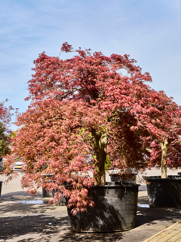 Planta naturala de exterior Stem D300xH300cm Acer pal. diss. 'Garnet-Green Lace' PS130/69cm in pamant