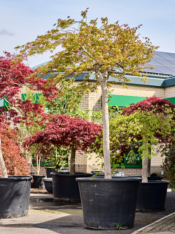 Planta naturala de exterior Stem D300xH300cm Acer pal. diss. 'Green Globe' PS100/72cm in pamant