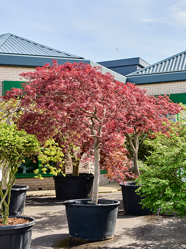 Planta naturala de exterior Stem D320xH280cm Acer pal. diss. 'Garnet' PS95/56cm in pamant