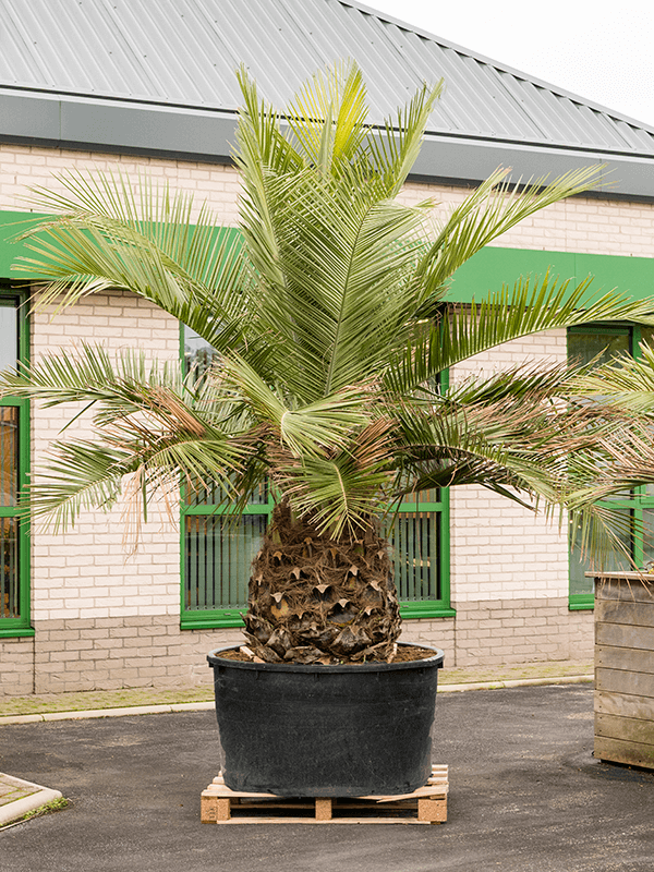 Planta naturala de exterior Stem D325xH350cm Jubaea chilensis PS120/67cm in pamant