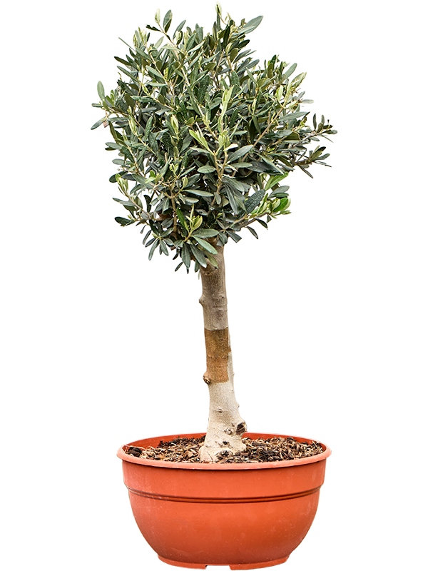 Planta naturala de exterior Stem D35xH90cm Olea europaea (60-80) PS30/17cm in pamant