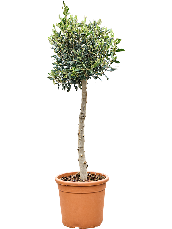 Planta naturala de exterior Stem D40xH120cm Olea europaea (100-120) PS28/26cm in pamant